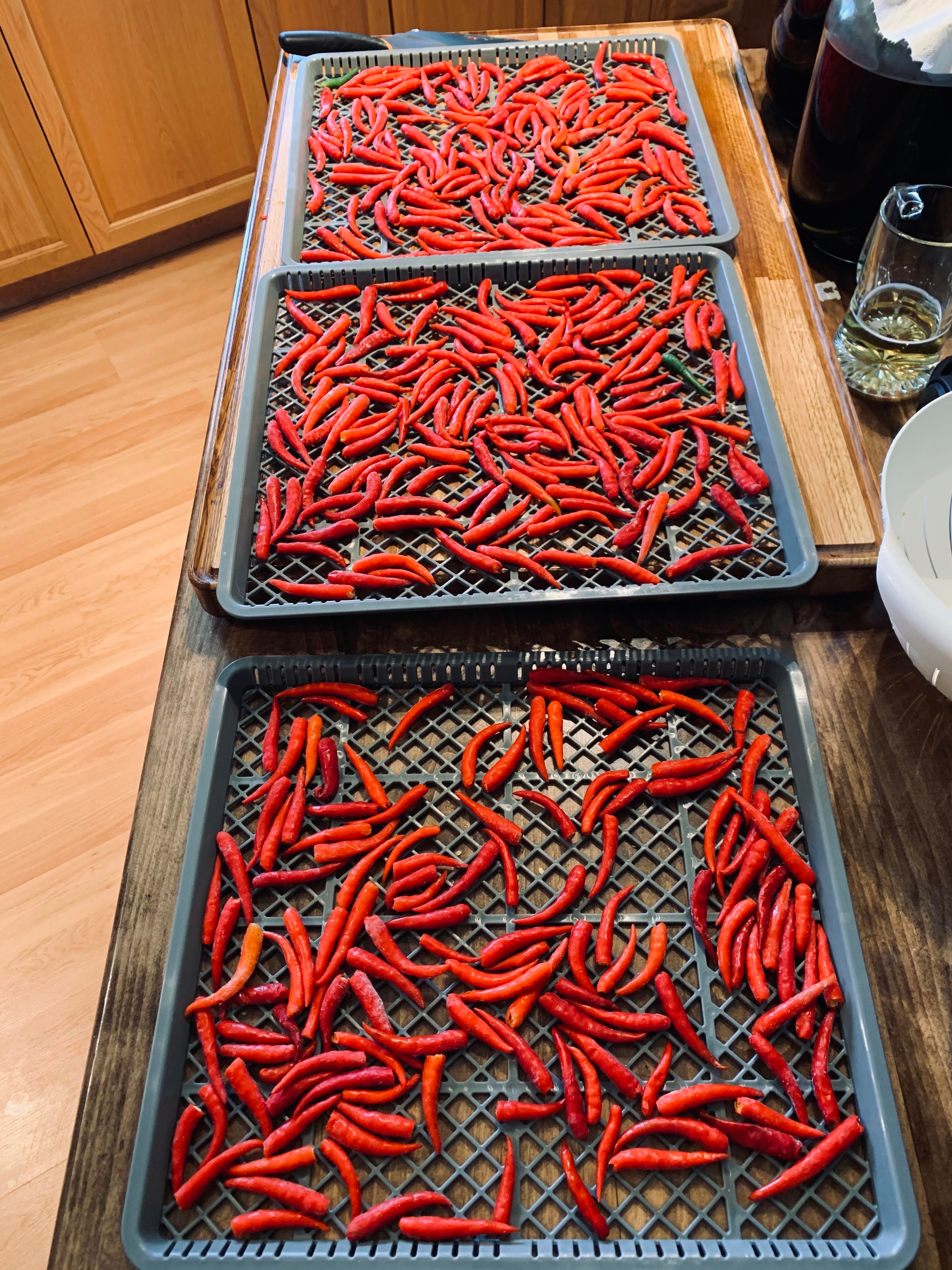 Hundreds of Birds eye chillis ready for their 18 hrs drying journey