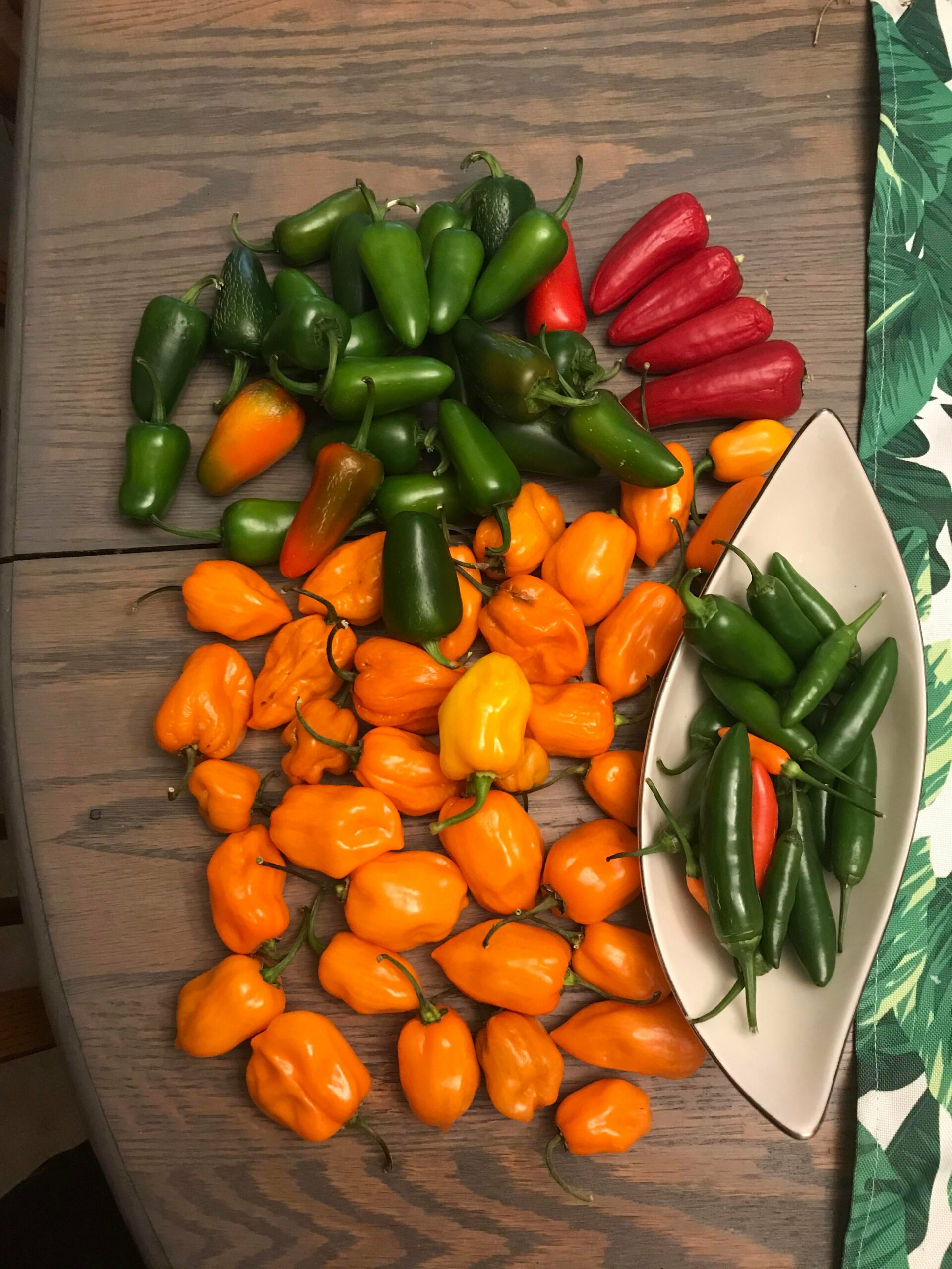 Just some of this years harvest. - Chili Chili