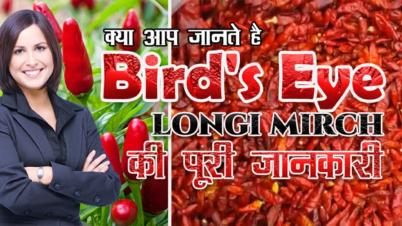 longi mirch | dhani mirchi | bird's eye chili | supplier - Chili Chili