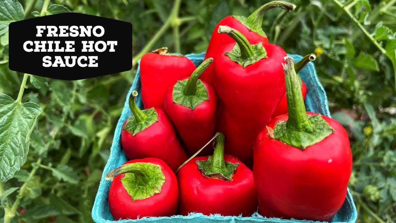 Fresno Chile Hot Sauce Recipe Chili Chili 