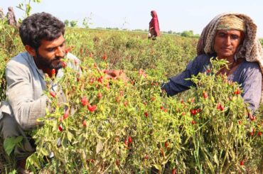 Cholistan Red Chili And Meat Distribution