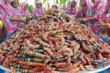 Tiger Shrimp Potato Cooking Like Meat & Taste Better Than Anything - Tiger Prawns Curry Recipe