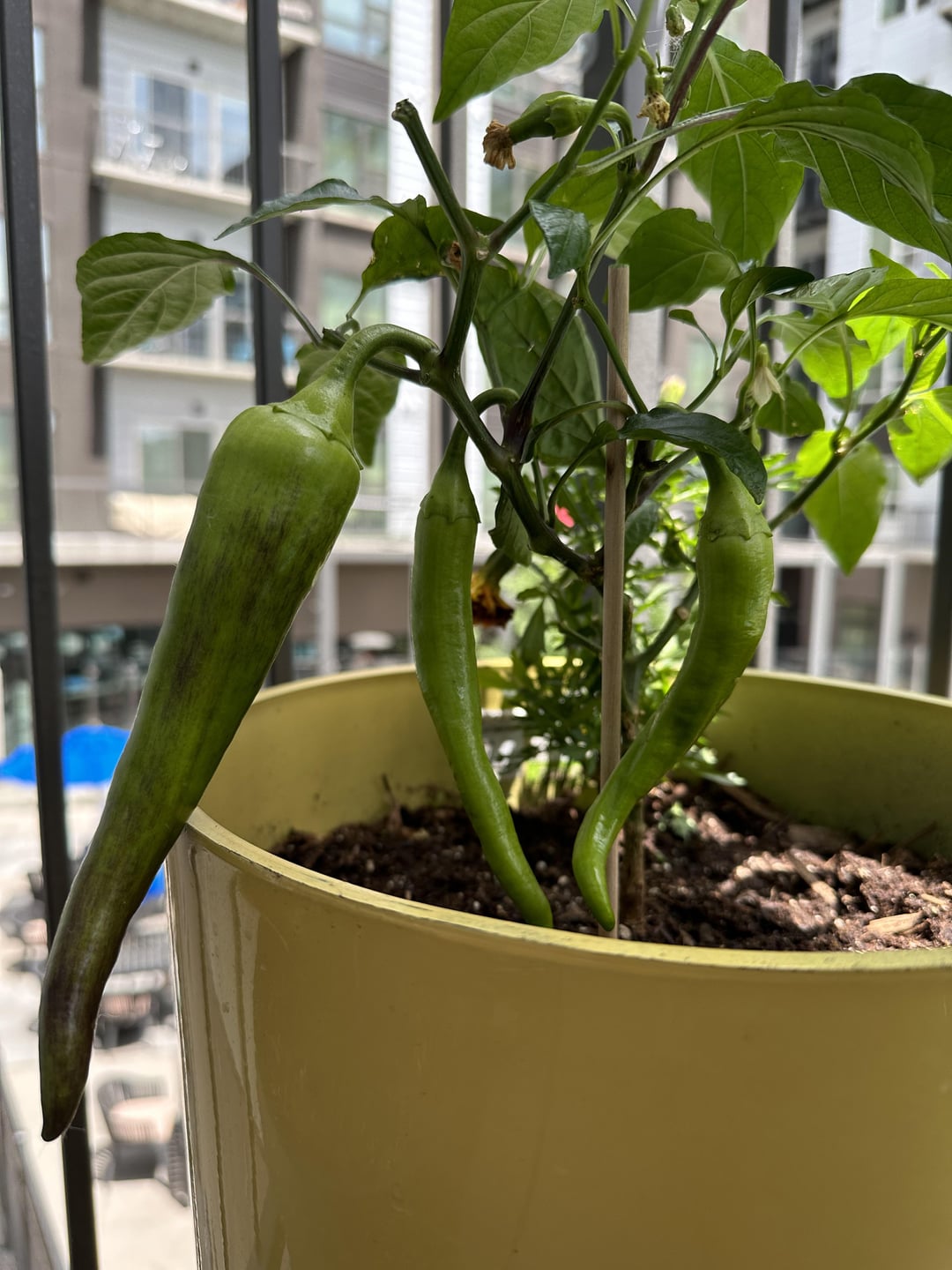 Hot Banana Pepper Plant Help Chili Chili